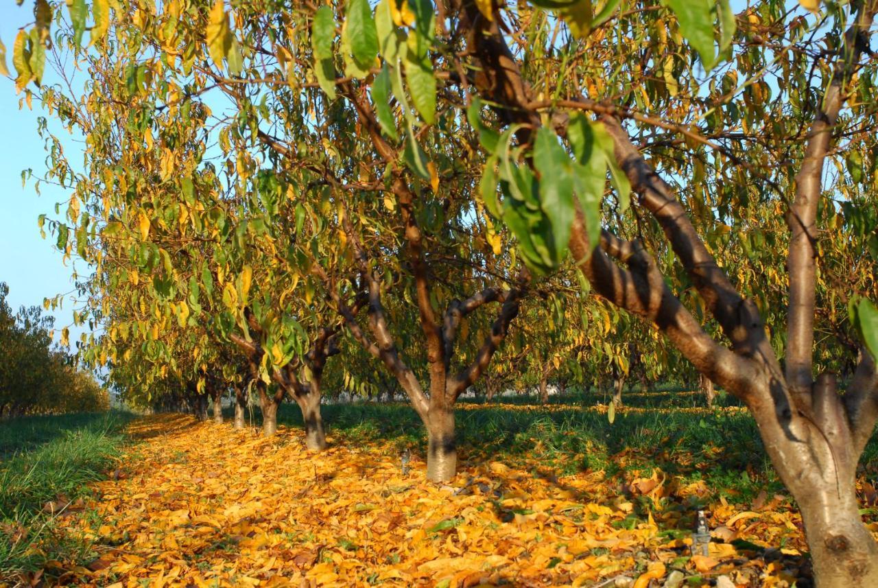 Gite Le Cerisier Via Rhona Dolce Via La Voulte-sur-Rhone Екстериор снимка